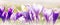 Floral banner with crocuses, spring colorful background