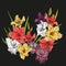 Floral blooming gladiolus hand drawn vector illustration
