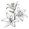 Floral blooming lilies hand drawn vector illustration sketch