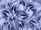 Floral blue background. Flowers light blue lily close-up. Lilies petals.