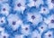 Floral blue  hydrangeas. flowers background.  Close-up.   Flower composition.