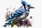Floral Blue Jay Sublimation Clipart isolate on white background.