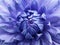 Floral   blue-purple background.  Dahlia  flower.  Close-up.