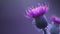 Floral blue-violet background. Pink thorny thistle flower. A pink flower on a blue background. Closeup.