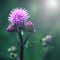 Floral blue-violet background. Pink thorny thistle flower. Wet blossom