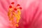 Floral blurred background with pink exotic tropical Hibiskus flower