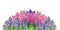 Floral border with multicolored hyacinths, isolated
