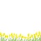 Floral border. Spring flowers. Yellow tulips. Cute horizontal banner with blooming tulips. Vector illustration on white