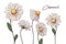 Floral botany illustrations. Vector sketches chamomile flowers