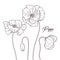 Floral botany illustrations. Vector sketches poppy flowers