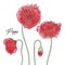 Floral botany illustrations. Vector sketches poppy flowers