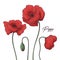 Floral botany illustrations. Vector sketches poppy flowers