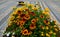 floral bowl flowerpot on city square orange and yellow shades and striped cobblestone tiles