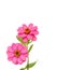 Floral Branch: pink zinnia flowers on a white background