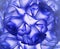 Floral bright background. Blue-white floral background of roses.