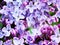 Floral bright background from lilac flowers.