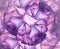 Floral bright background. Purple-pink-blue floral background of roses.