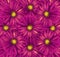 Floral bright pink background. A bouquet of flowers from pink-yellow gerberas. Close-up.