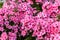 Floral bright pink carpet of autumn Phlox in a Park of Lomonosov