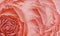 Floral bright red background. Pink roses and petals flowers. Close-up. Flower composition.