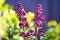 Floral brushes of lilac. The dark purple buds of ornamental shrubs on a bright green background. The concept of spring, mood,