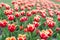 Floral business. Learn how to plant and sell tulip bulbs for profit. Varietal tulips. Tulips field. Spring season