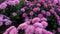 Floral carpet of pink chrysanthemums in pots. Flower shop sale