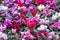 A floral carpet of red and pink cyclamen persicum plants in the spring garden. In the spring, cyclamens of different colors bloom