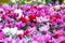 A floral carpet of red and pink cyclamen persicum plants in the spring garden. In the spring, cyclamens of different colors bloom