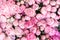 Floral carpet or Wallpaper. Background of pink peonies. Morning light in the room. Beautiful peony flower for catalog or