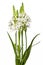 Floral Chincherinchee Flower Isolated