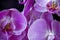 Floral closeup of large Phalaenopsis blooms