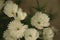 A floral closeup of white and yellow flowers