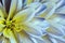 Floral colorful yellow-blue-white beautiful background. Flower composition. A chrysanthemum flower close-up.