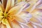Floral colorful yellow-purple-white beautiful background. Flower composition. A chrysanthemum flower close-up.