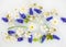 Floral composition. Blue flowers muscari, white primrose and cherry flowers with green leavs in white water close up. In bloom