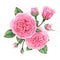 Floral composition of pink english roses, buds and leaves. Hand painted watercolor illustration.