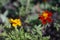 Floral concept of closeup yellow and orange Tagetes on a green leaves in garden. View to two blooming velvet flowers in Summertime