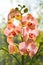 Floral concept. Orchid growing tips. How take care of orchid plants indoors. Most commonly grown house plants. Orchids