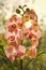 Floral concept. Orchid growing tips. How take care of orchid plants indoors. Most commonly grown house plants. Orchids