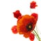 Floral design, spring flowers, poppies border