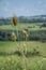 Floral detail with seed basket against cultural landscape