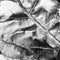 Floral details of mangold leaf bw veins like