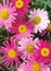 Floral display of cape marguerite daisy flowers