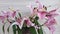 Floral display of Flashpoint pink and white Oriental Trumpet Lily closeup