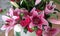 Floral display including Flashpoint pink and white Oriental Trumpet Lily closeup