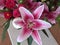 Floral display including Flashpoint pink and white Oriental Trumpet Lily closeup