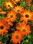 Floral display orange cape marguerites