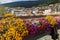 Floral display in Ortisei