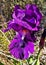 Floral Elegance: Bearded Iris in Full Glory